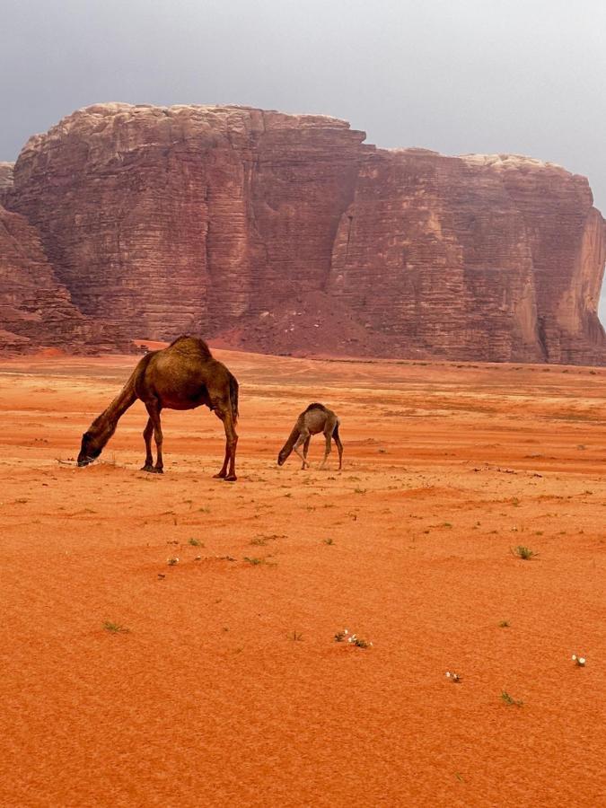 Wadi Rum Oryx Hostel & Tours Bagian luar foto